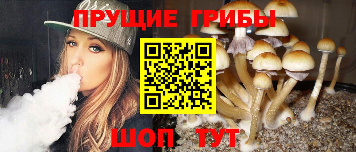 цены   Псилоцибиновые грибы мицелий  Кингисепп  Вход с VPN  Псилоцибиновые грибы Magic Shrooms 